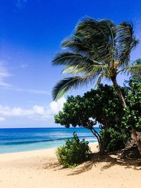 Palm trees on beach against sky