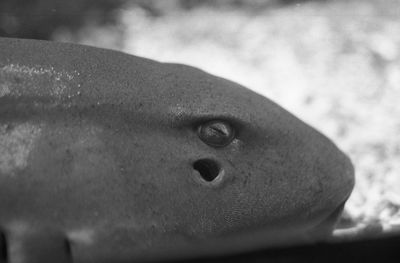 Close-up of turtle in water