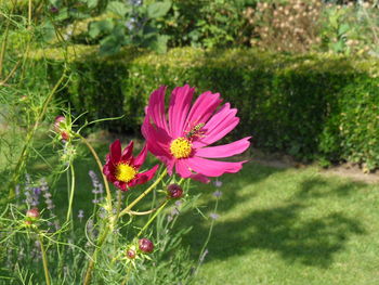 Close-up of pink cosmos flowers blooming outdoors