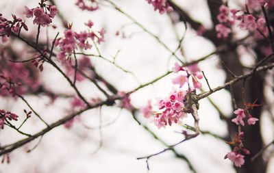 Close-up cherry blossoms in filter pastel