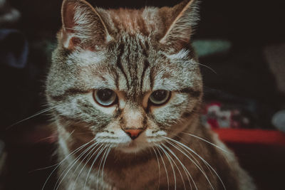 Close-up portrait of a cat