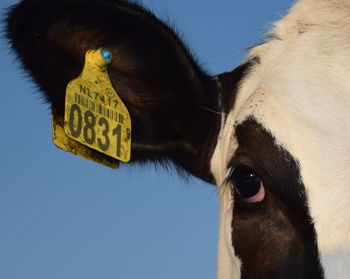 Close-up of cow with livestock tag in ear