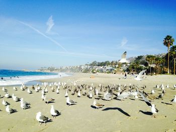 Seagull on beach