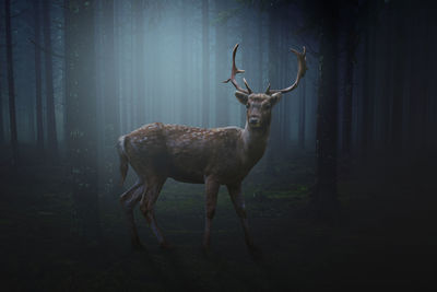 Deer standing in a forest