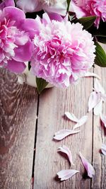 Close-up of pink flowers