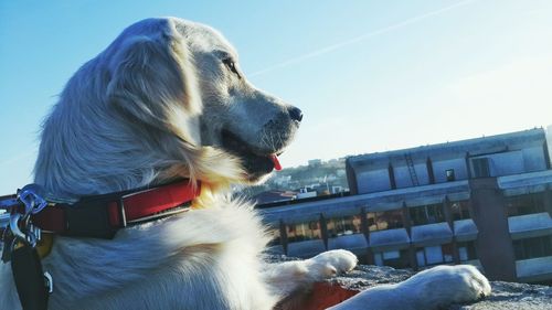 Close-up of dog against clear sky