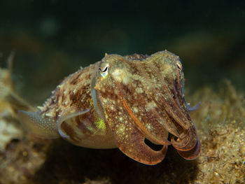 Sepia officinalis