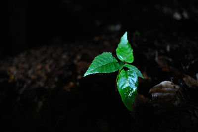 Close-up of plant at night