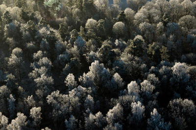 Looking down on trees on a cold winter day with frost and fog