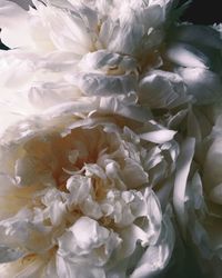 Full frame shot of white flowering plant