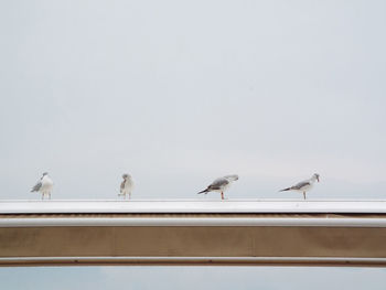 Low angle view of seagulls perching on railing