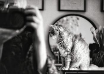 Close-up of cat looking through camera at home