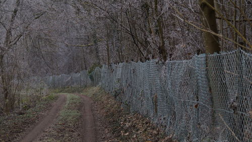 Bare trees against sky