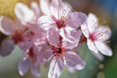 Close-up of pink cherry blossom
