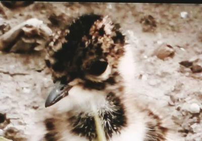Close-up of bird in water