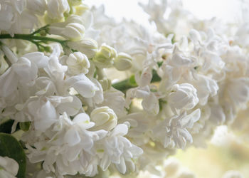 Close-up of white flowering plant