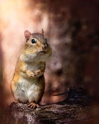Close-up of squirrel