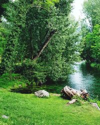 Scenic view of forest
