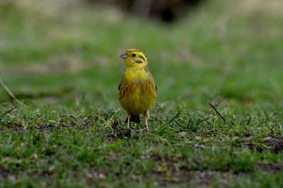 Close-up of bird perching on field