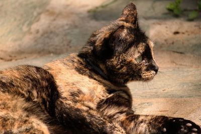 Close-up of a cat looking away