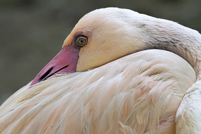Close-up of a bird