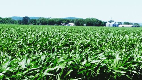 Crop growing in field