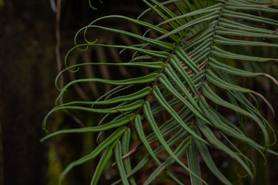 Close-up of fresh green plant