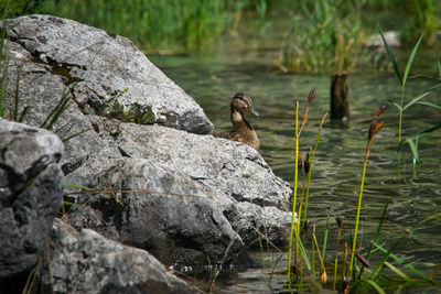 View of ducks on rock by lake