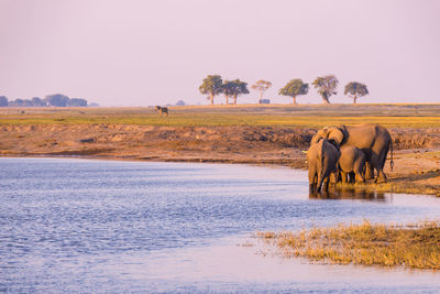 Elephants at lakeshore during sunset
