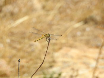 Close-up of dragonfly