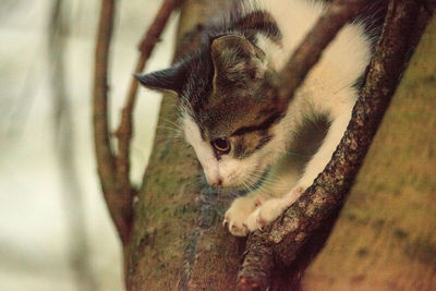 Close-up of a cat looking away