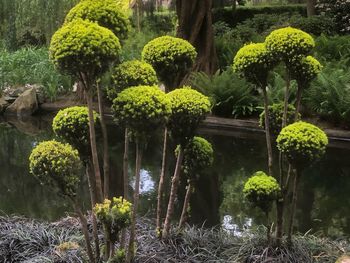 Plants growing in garden