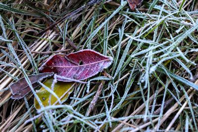 High angle view of dry leaves on field during winter