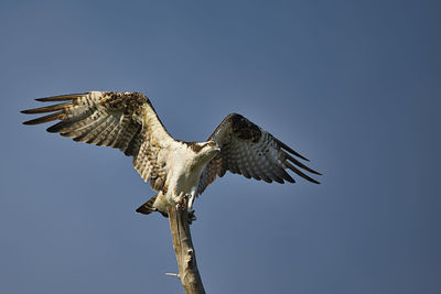 Low angle view of bird flying against clear sky