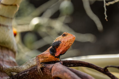 The oriental garden lizard