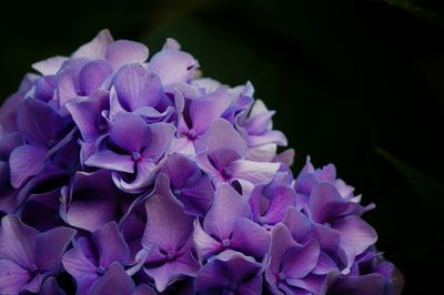 Close-up of hydrangea flowers blooming outdoors