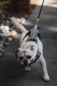 Dog on footpath