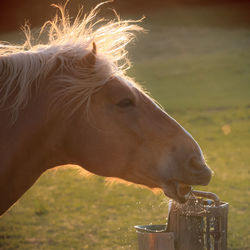 Close-up of an horse on a land