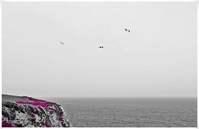 Birds flying over sea against clear sky