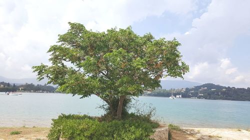 Tree by sea against sky