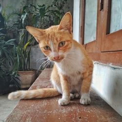 Portrait of cat by potted plant