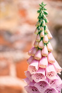 Close-up of succulent plant