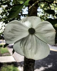 Close-up of flowers blooming outdoors