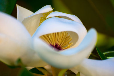 Close-up of frangipani blooming outdoors