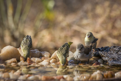 Close-up of birds in lake