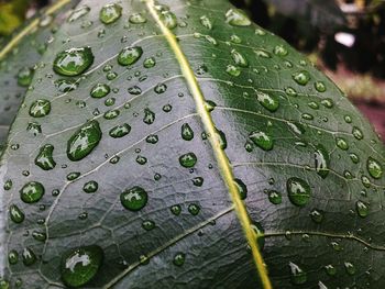 Macro shot of water drops on leaf