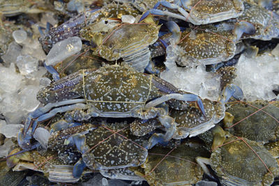 Close-up of crabs on ice