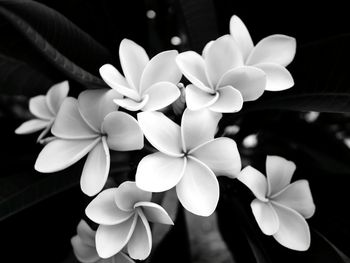 Close-up of frangipani flowers