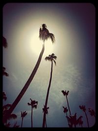 Low angle view of palm trees against sky