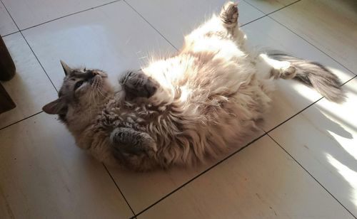 High angle view of cat lying on back